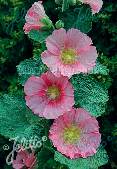 Stokroos rosea-hybr. 'Radiant Rose'